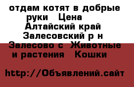 отдам котят в добрые руки › Цена ­ 0 - Алтайский край, Залесовский р-н, Залесово с. Животные и растения » Кошки   